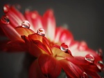 Perfectas gotas de agua sobre los pétalos de una flor