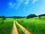 Camino en un bello campo verde