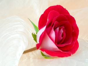 Una rosa con bellos pétalos