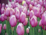 Unos bellos tulipanes rosas en el jardín