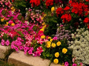 Postal: Delicadas flores de una gran variedad de colores en un jardín