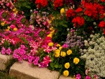 Delicadas flores de una gran variedad de colores en un jardín