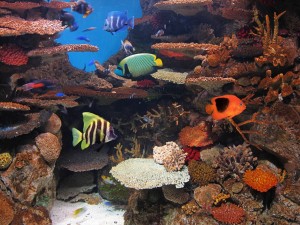Fondo marino con bellos peces de colores