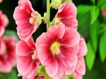 Espléndidas flores de pétalos rosa en la planta