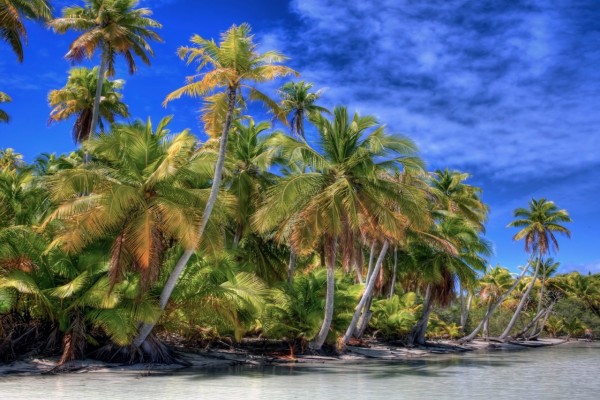 Sensacionales palmeras a orillas del mar