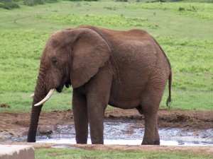 Postal: Elefante tomando agua
