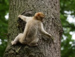 Un curioso mono trepando a un árbol