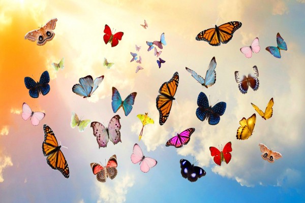 Conjunto de espectaculares mariposas multicolores