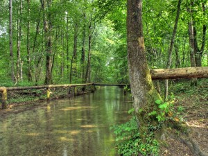 Postal: Río entre árboles verdes
