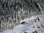 Vista aérea de los árboles cubiertos de nieve