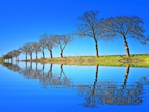 Postal: Fila de árboles reflejados en el agua