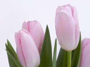 Unos bellos tulipanes rosas recién regados