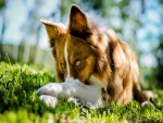Un bello perro tumbado en la hierba