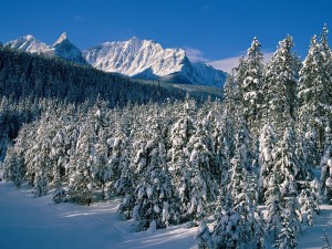 Montañas y pinos cubiertos de nieve