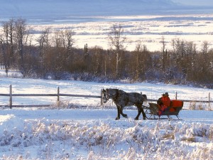 Un caballo tirando de un trineo por la nieve