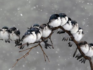 Postal: Copos de nieve cayendo sobre unos pájaros posados en una rama