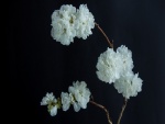 Ramas con bellas flores blancas