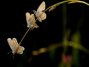Trío de mariposas sobre una espiga