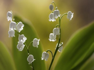 Tiernas flores blancas