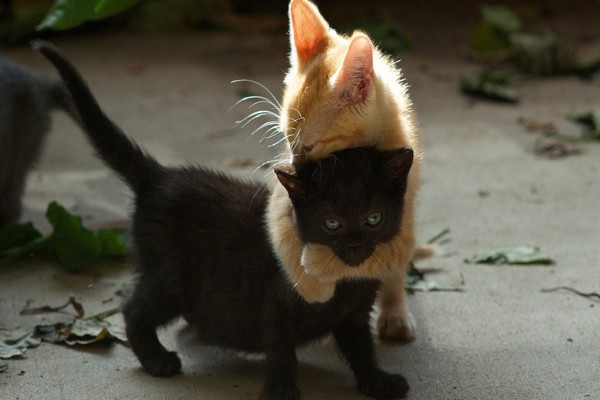 Un gran abrazo entre dos gatitos