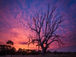 Fascinante puesta de sol sobre un gran árbol sin hojas