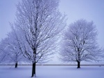 Tres árboles cubiertos de nieve