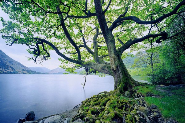 Árbol con grandes raíces en la orilla del lago