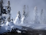 Niebla entre los pinos blancos