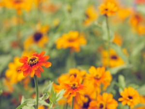 Postal: Bonitas flores de color naranja en verano
