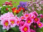 Flores muy coloridas en el jardín