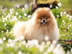 Un perrito peludo entre las flores