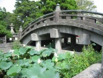 Flores de loto bajo el puente