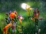 Lluvia veraniega sobre las flores