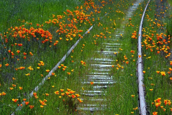 Flores y hierba cubriendo una vía de tren
