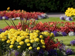 Postal: Flores y plantas en un jardín bien cuidado