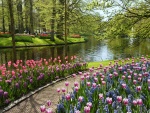 Un parque con bonitos tulipanes