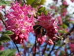 Un abejorro en las flores de color rosa