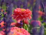 Una hermosa flor en un colorido jardín