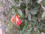 Flor del granado