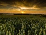 El sol se oculta iluminando un campo con espigas de trigo