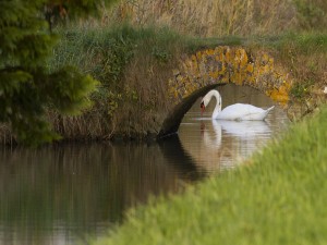 Un distinguido cisne tomando agua bajo el puente