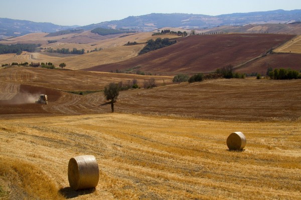 Trabajando en una campo de La Toscana