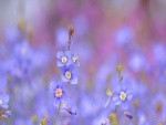 Unas fabulosas flores (heliophila longifolia) color azul