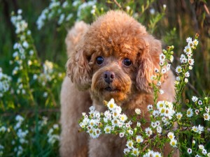 Un lindo perrito marrón entre las flores