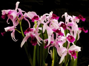 Extraordinarias orquídeas de color rosa