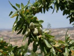 Fabulosas almendras en el árbol (Prunus dulcis),  Andalucía (España)