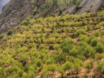 Plantación de almendra en la ladera de la montaña (Sierra Nevada, Andalucía, España)