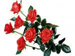 Rosas rojas con largo tallo