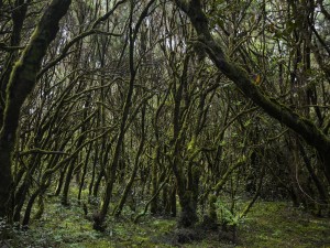 Postal: Bosque en el  Parque Nacional de Garajonay (La Gomera, España)