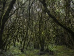 Bosque en el  Parque Nacional de Garajonay (La Gomera, España)